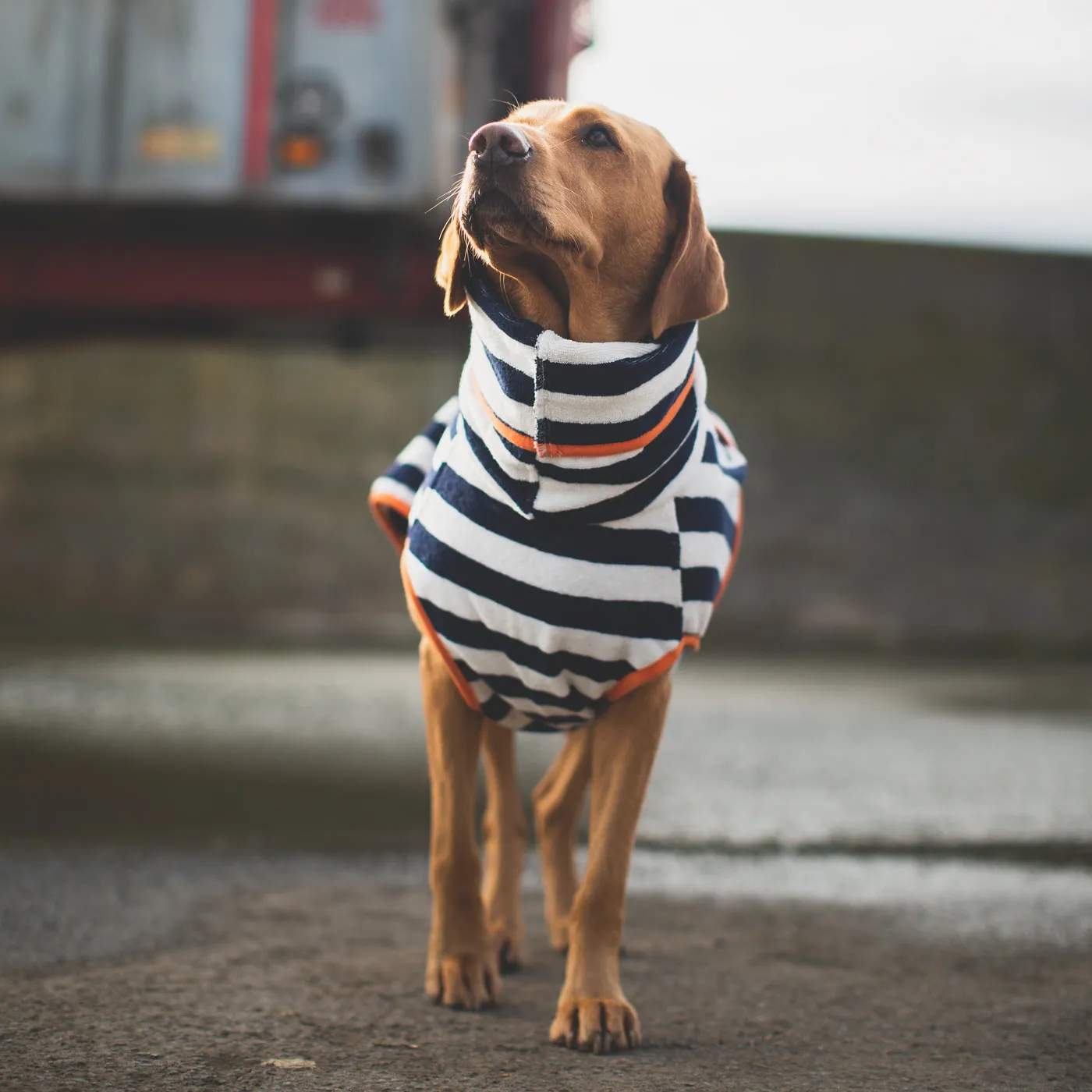 Harbour Hounds Navy Stripe Drying Coat